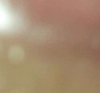 a close up of a flower with a blurred background